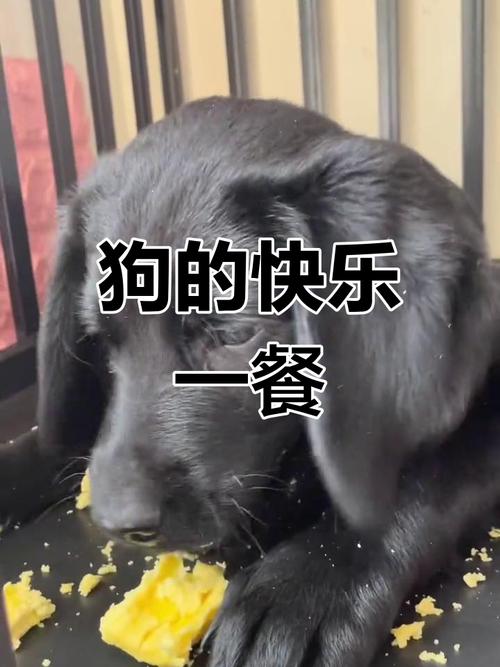 泰迪吃玉米面和白面哪个好