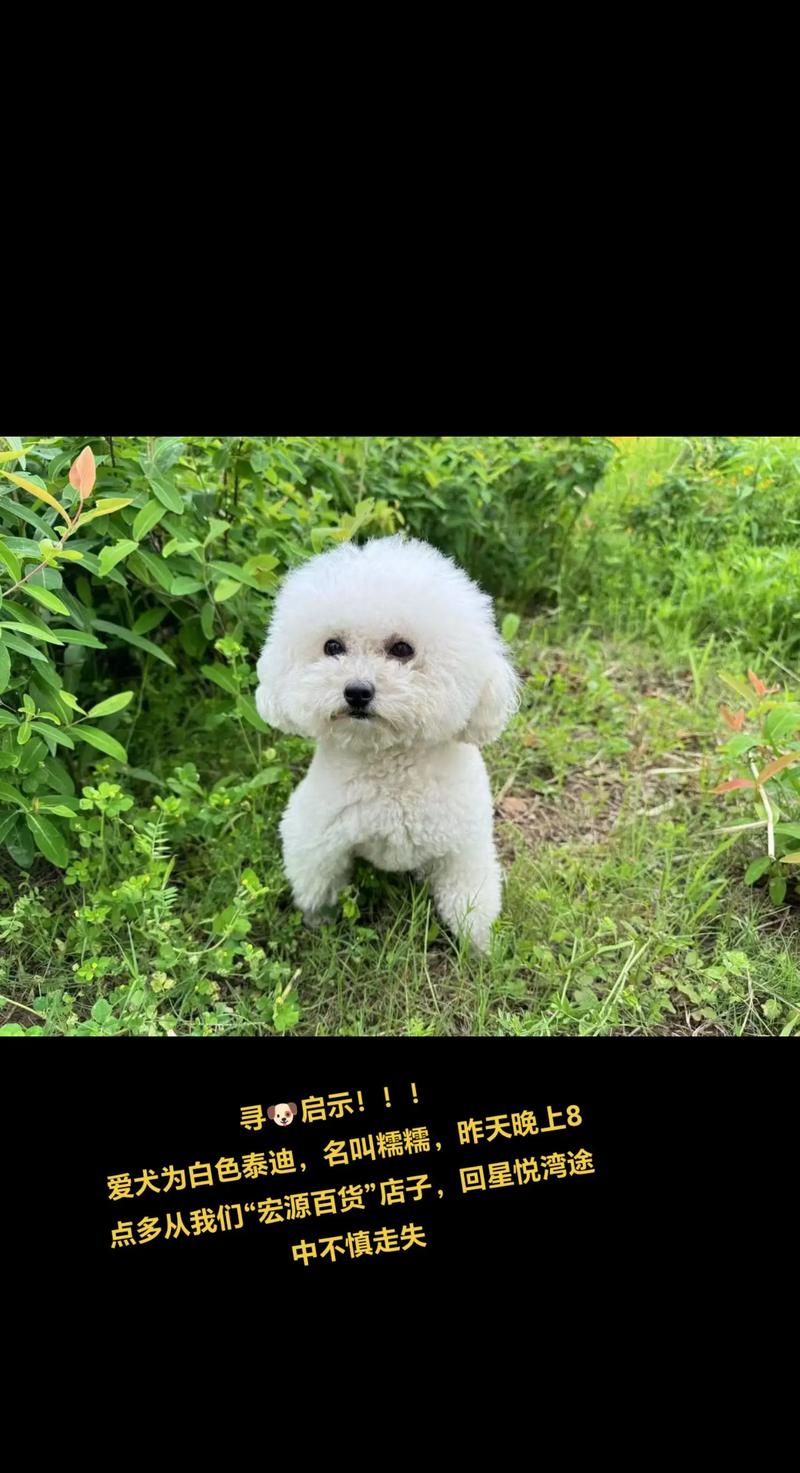 狗狗吃玉米面不好吗