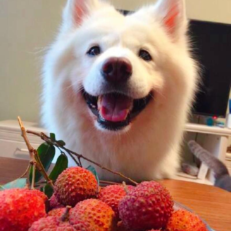 狗狗吃荔枝的好处