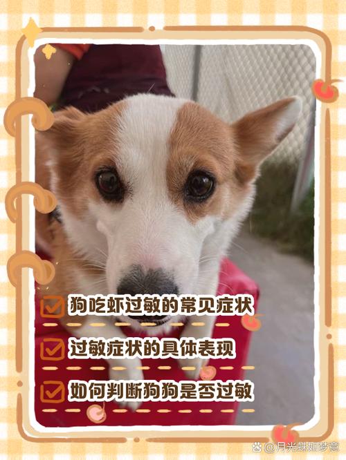 海鲜对狗狗的影响及之解决方法