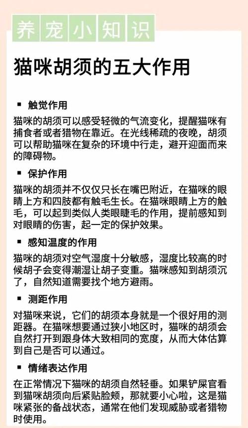 猫咪的胡须有什么作用呢