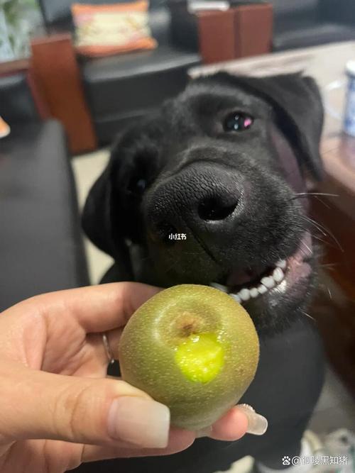 狗狗可以吃猕猴桃吗?