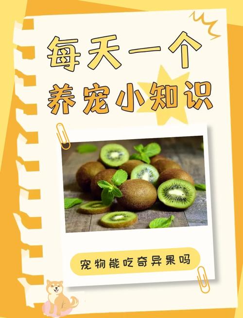 3个多月的狗狗可以吃什么水果