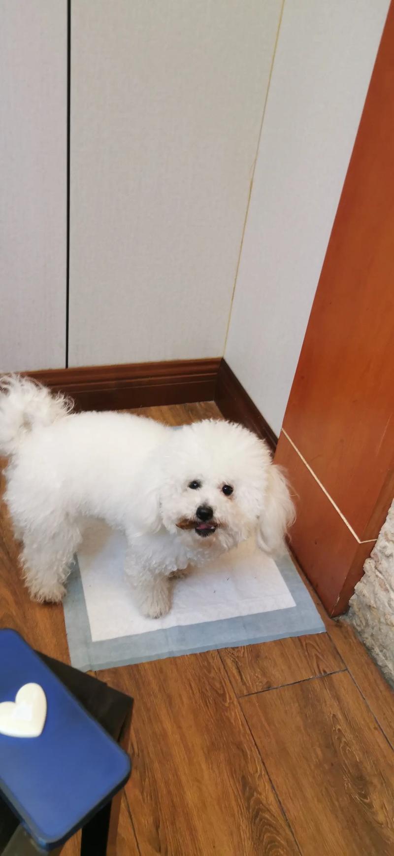 比熊狗狗吃槟榔了会怎么样