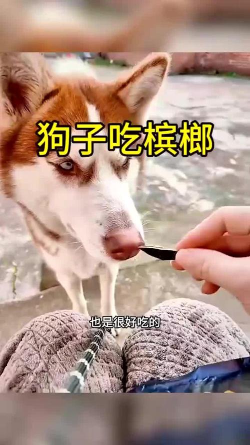 为什么狗狗喜欢嚼槟榔