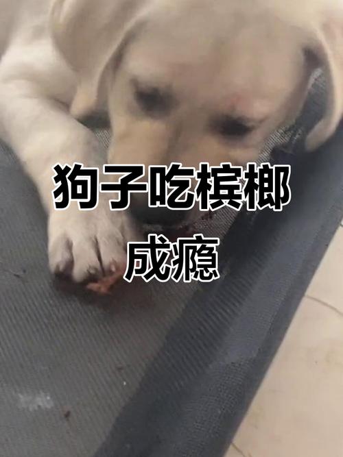 狗狗可以吃槟榔吗