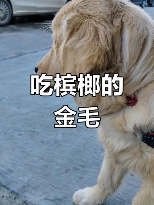 小狗吃了槟榔会怎样?