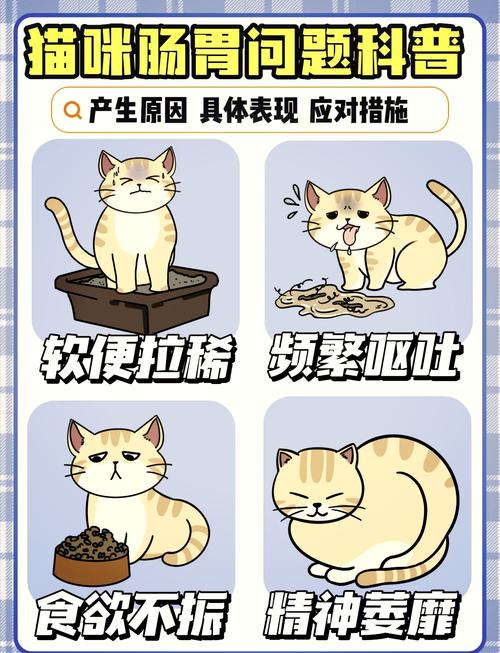 猫咪肠胃不好怎么调理最有效