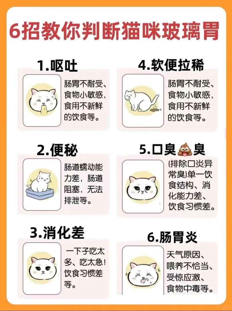 成年猫肠胃不好怎么调理