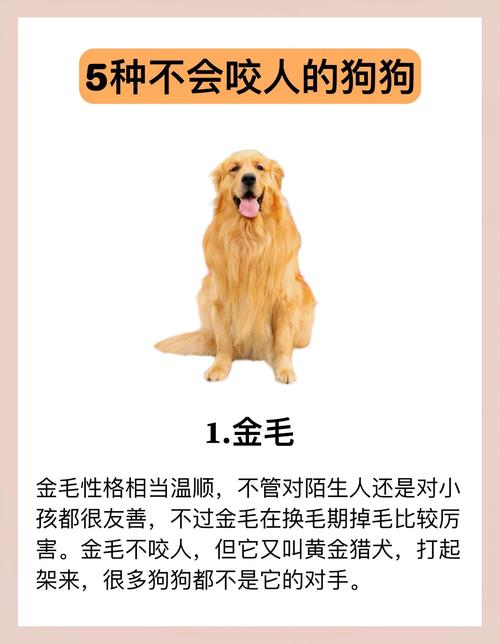 什么狗狗最温顺听话?