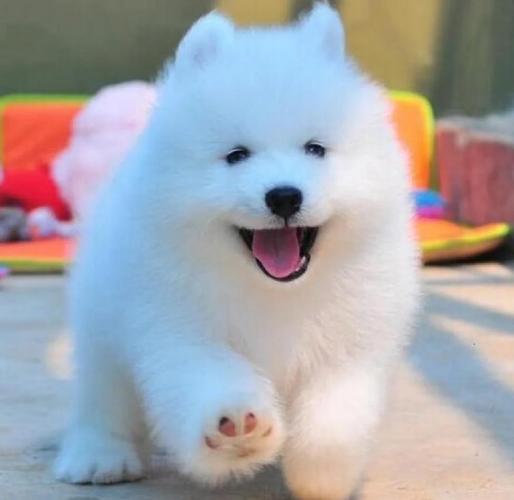 较温顺前十狗狗排名