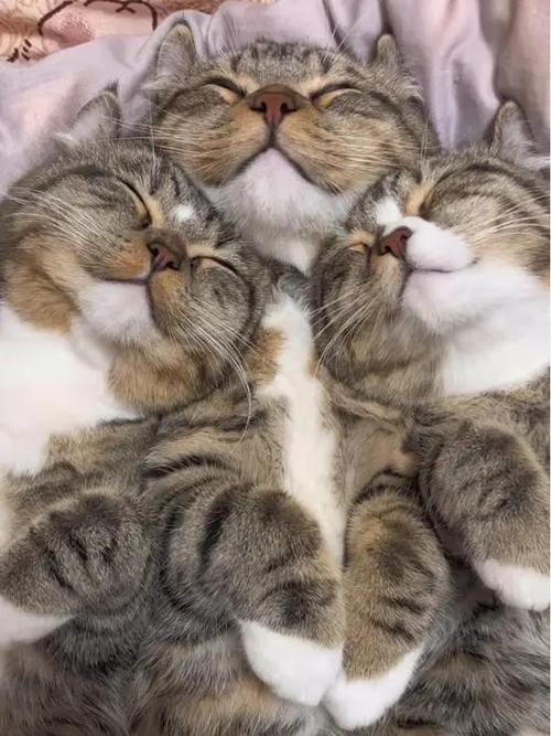 猫睡觉的时候发出咕噜咕噜的声音