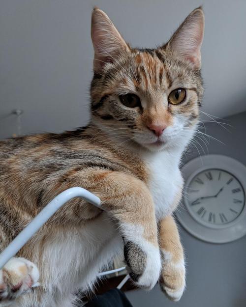 猫睡觉喉咙一直发出咕噜噜