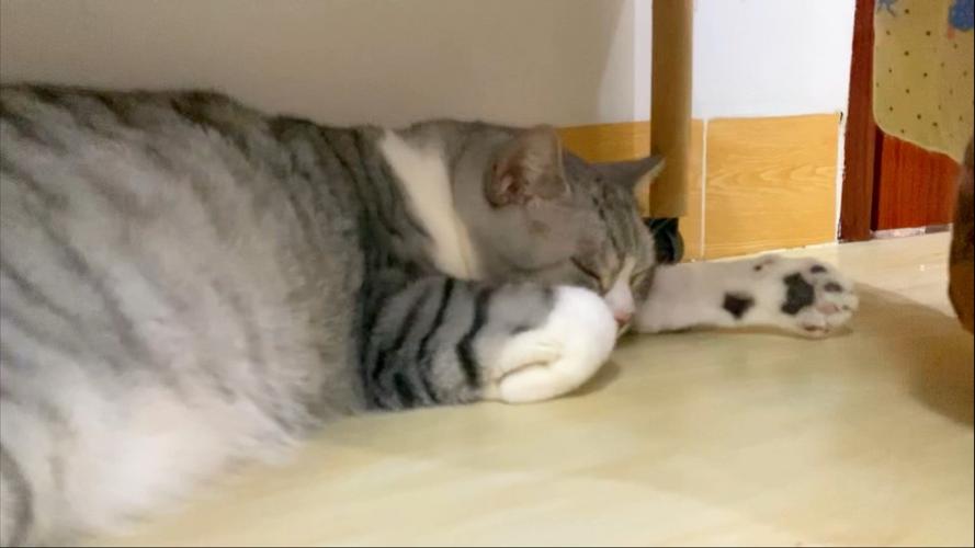 猫咪趴在主人胸口睡觉发出咕噜咕噜的声音