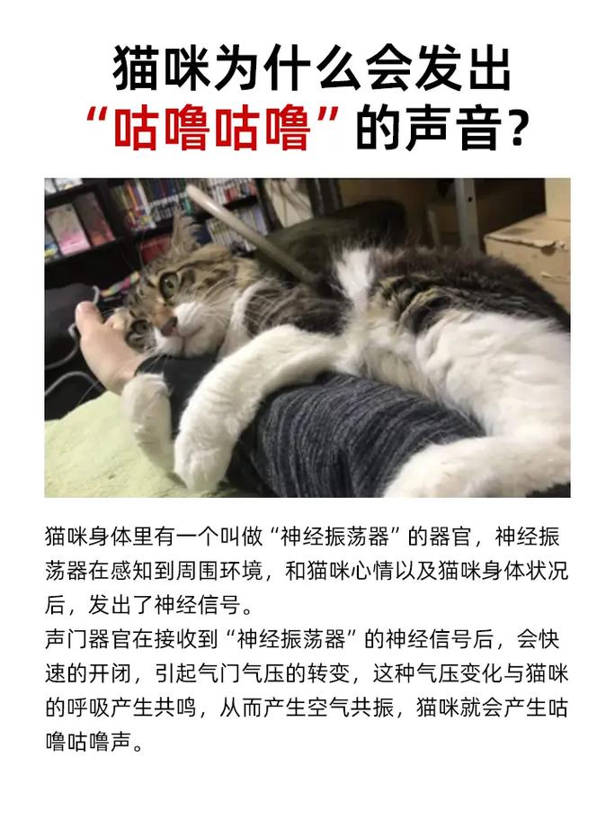 猫咪睡觉的时候发出咕噜的声音,是怎