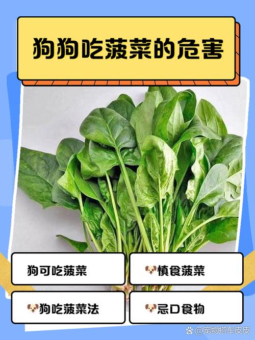 狗狗能不能吃菠菜,狗狗吃菠菜好吗?
