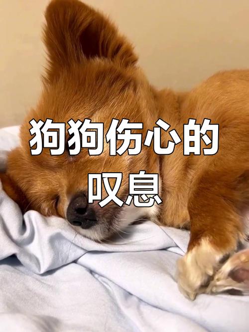 狗狗临终为什么叹气