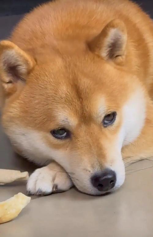 狗狗一躺下就叹气