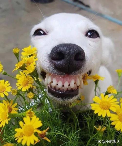 一只狗呲牙笑是什么意思?