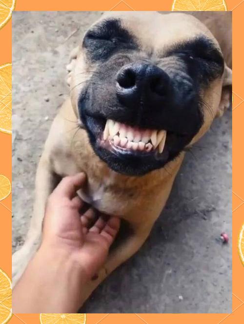 狗狗天生就会咧嘴笑吗?