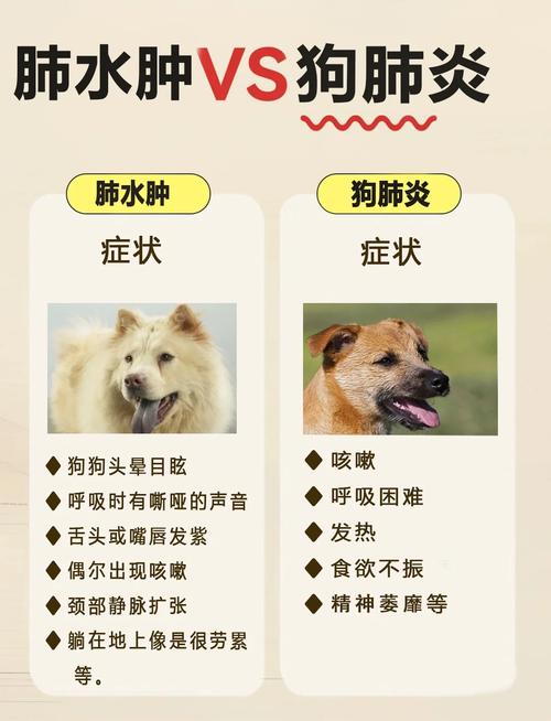狗狗为什么肺积水