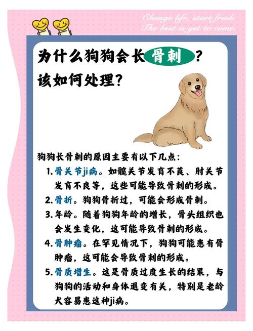 狗狗得了骨刺怎么办很着急