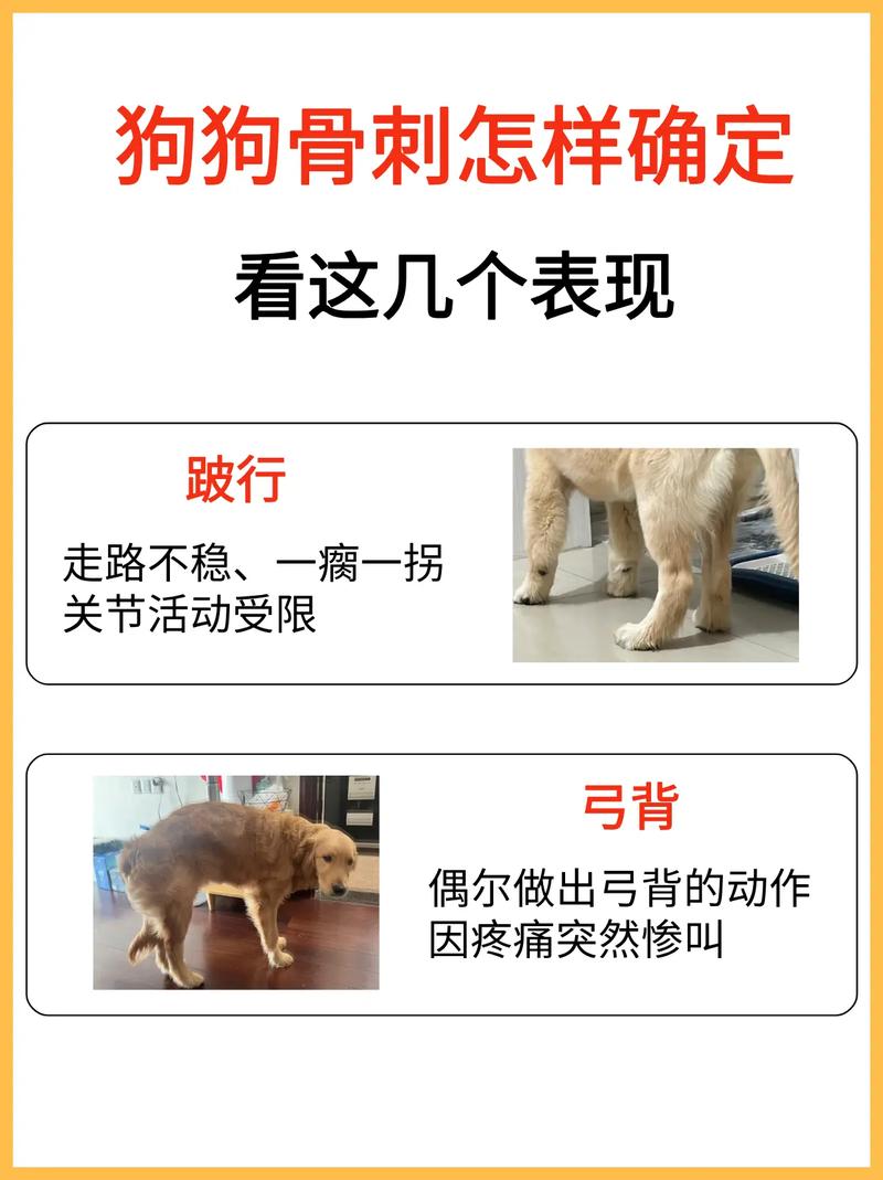 狗后腿凸出骨头