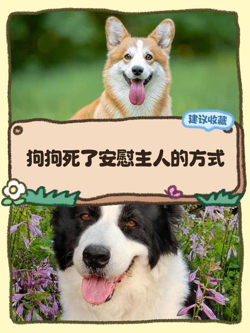 怎么样安慰失去小狗的朋友?