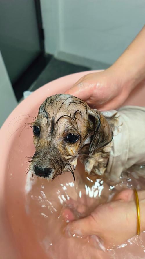 两个月狗狗刚到家,忍不住给洗澡了,行吗