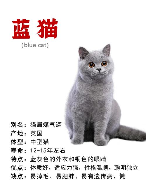 灰色的猫咪名字大全