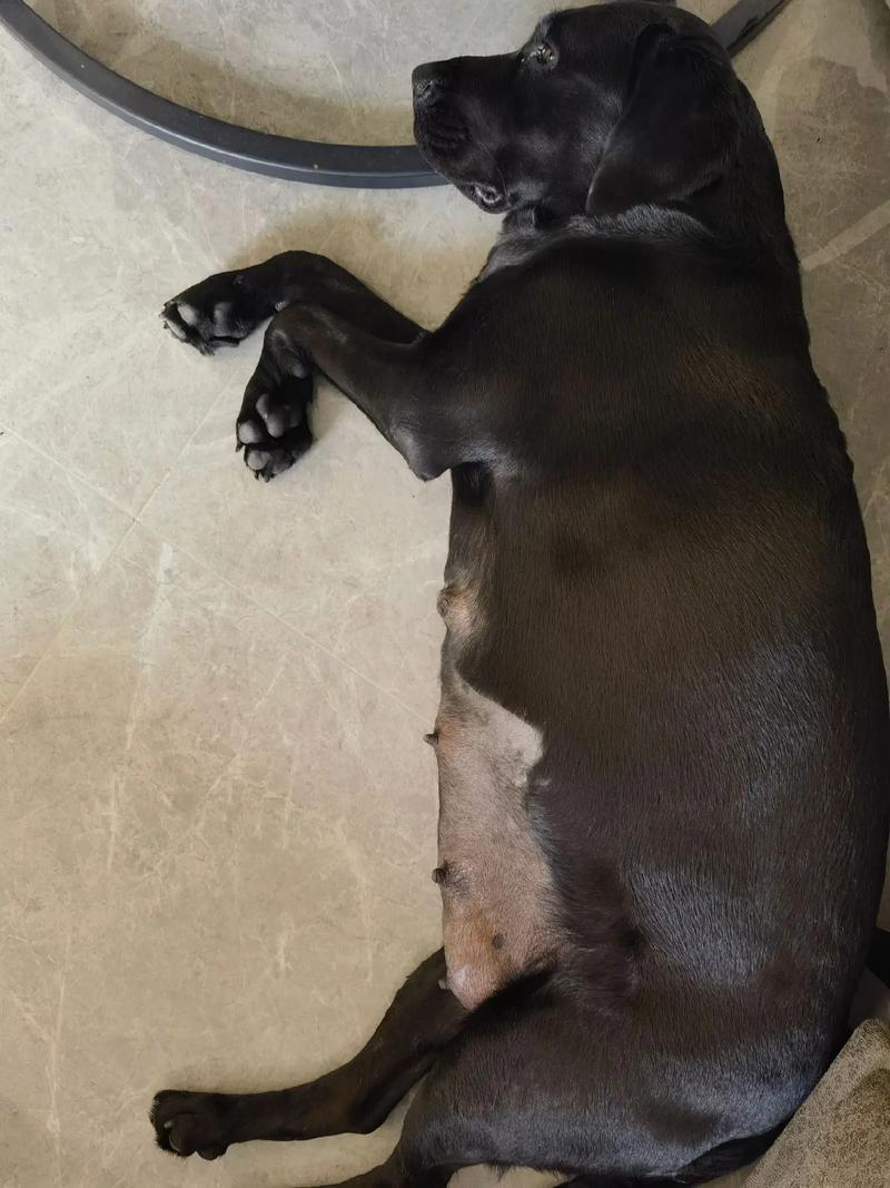 狗狗怀孕期间拉肚子