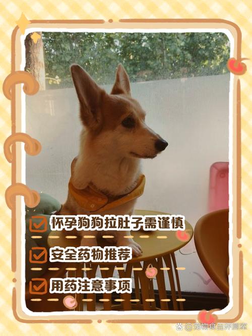 怀孕狗59天有点啦稀怎么办