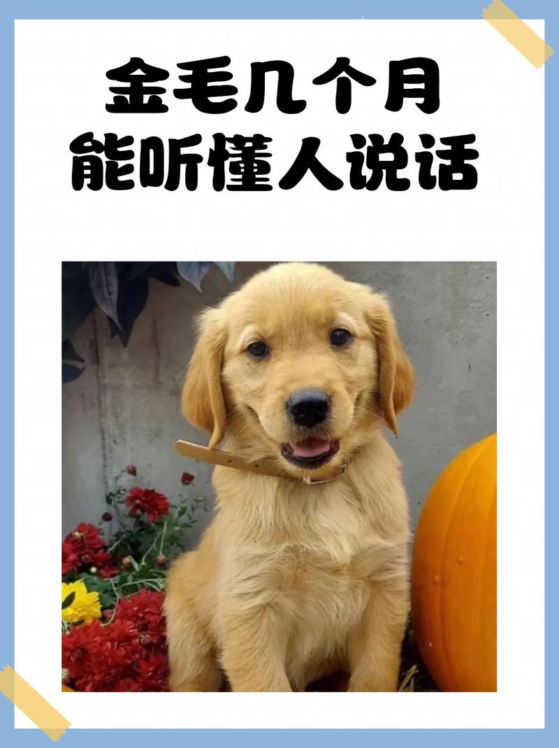 怎么教狗狗去卫生间大小便