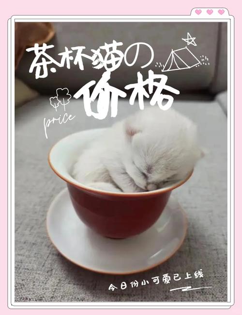 猫喝茶会怎样?