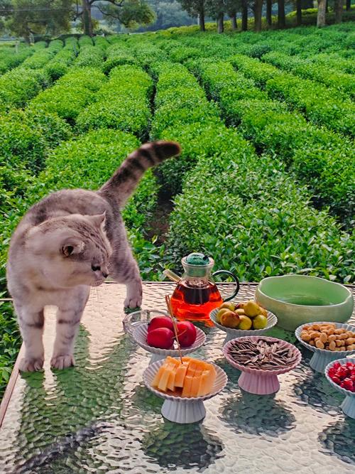 猫咪喝了茶叶水会怎么样