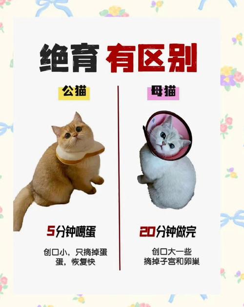 猫咪做绝育到底好不好