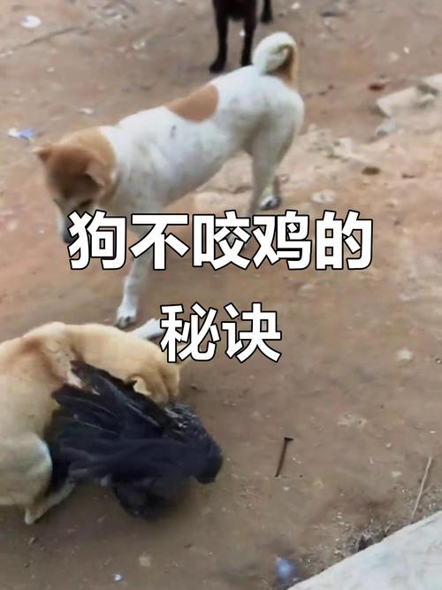 小狗咬鸡怎么办