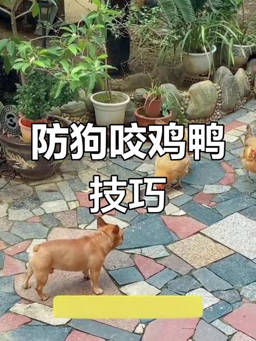 怎么可以让狗狗不咬鸡