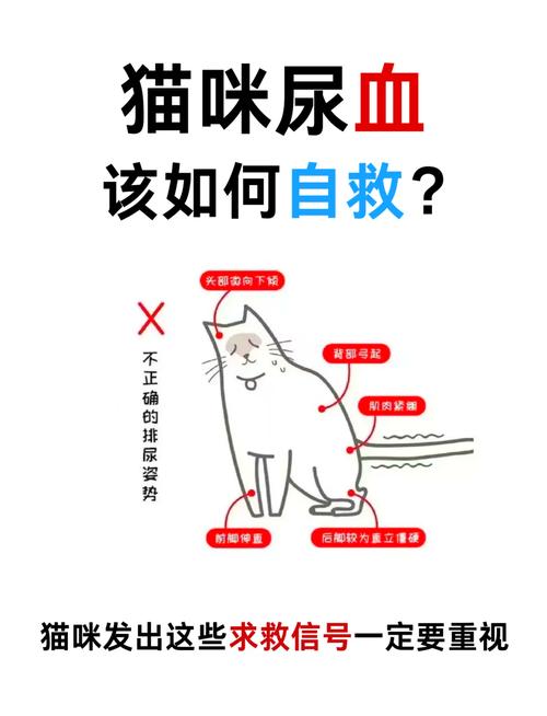 猫尿路感染会自愈吗,猫轻度尿路感染可能会自愈