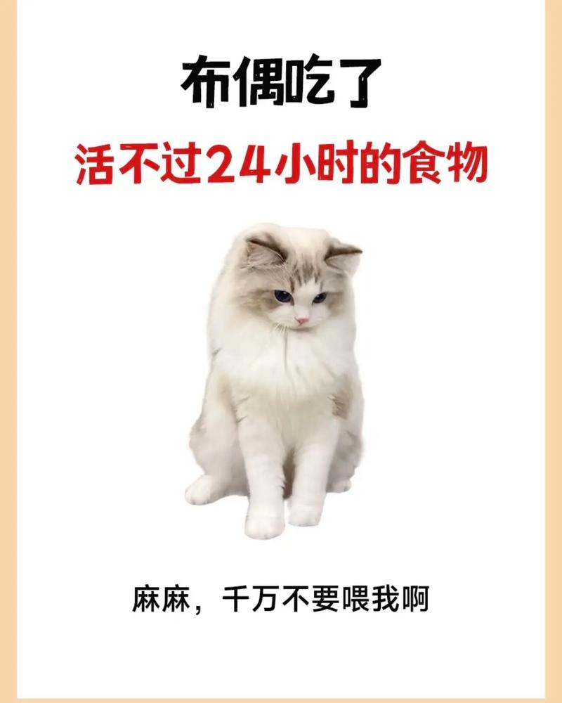 猫布偶能不能吃水果