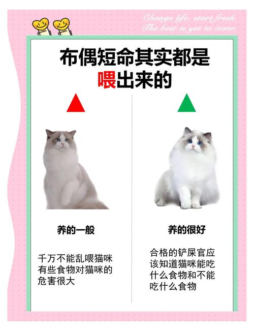 三个月大的猫咪可以吃什么水果