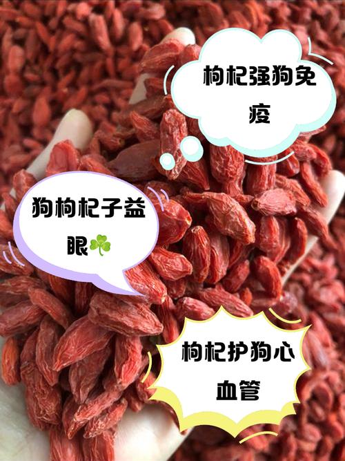 为什么狗狗不吃枸杞