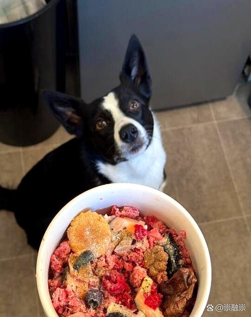 狗吃枸杞的后果