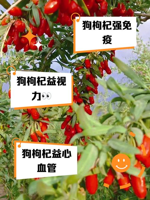 金毛吃了枸杞会怎么样?