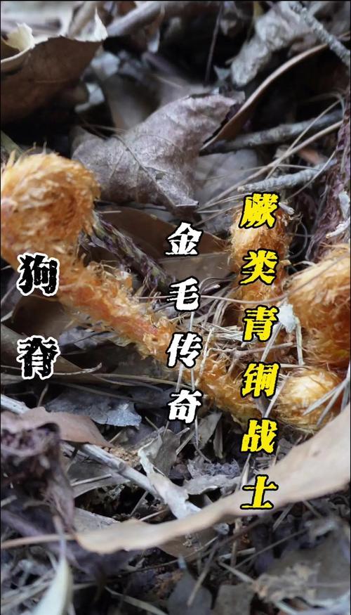 狗狗为什么不能吃枸杞