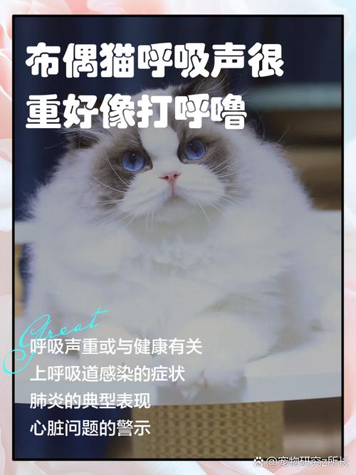 猫咪呼吸厉害声音很大怎么回事