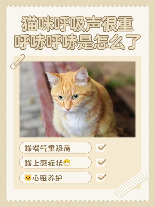 猫咪呼吸厉害声音很大怎么回事,猫咪紧张的表现有哪些?