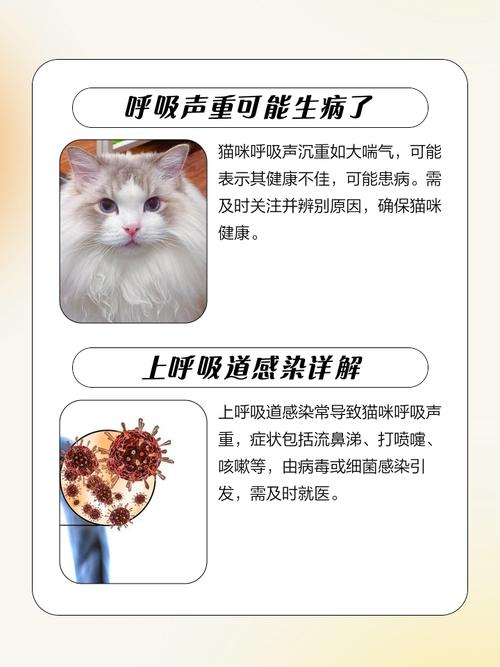猫咪呼吸有声音