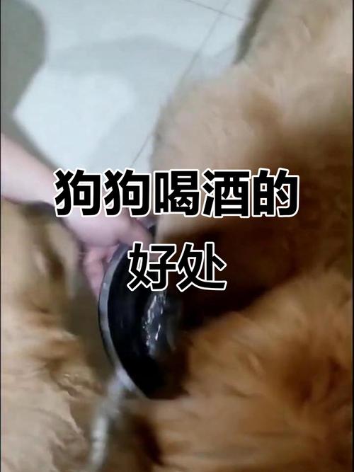 狗狗喝了酒会怎么样?