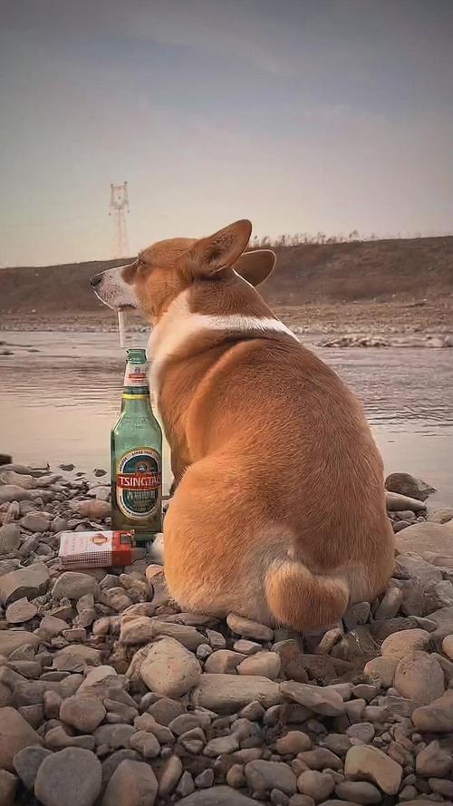 狗狗不小心喝了白酒有事吗